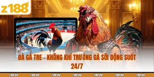 Đá Gà Tre - Không Khí Trường Gà Sôi Động Suốt 24/7